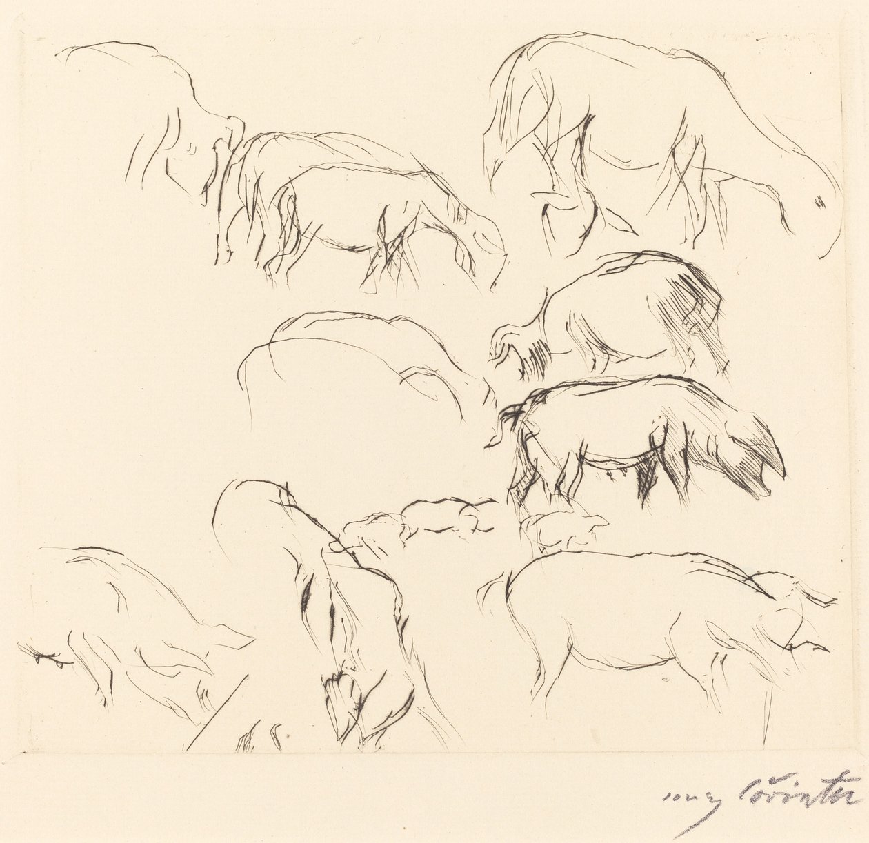 Różne badania na zwierzętach autorstwa Lovis Corinth