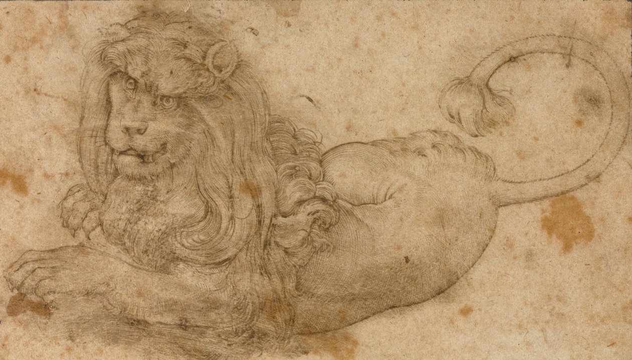 Studium lwa autorstwa Lucas Cranach the Elder