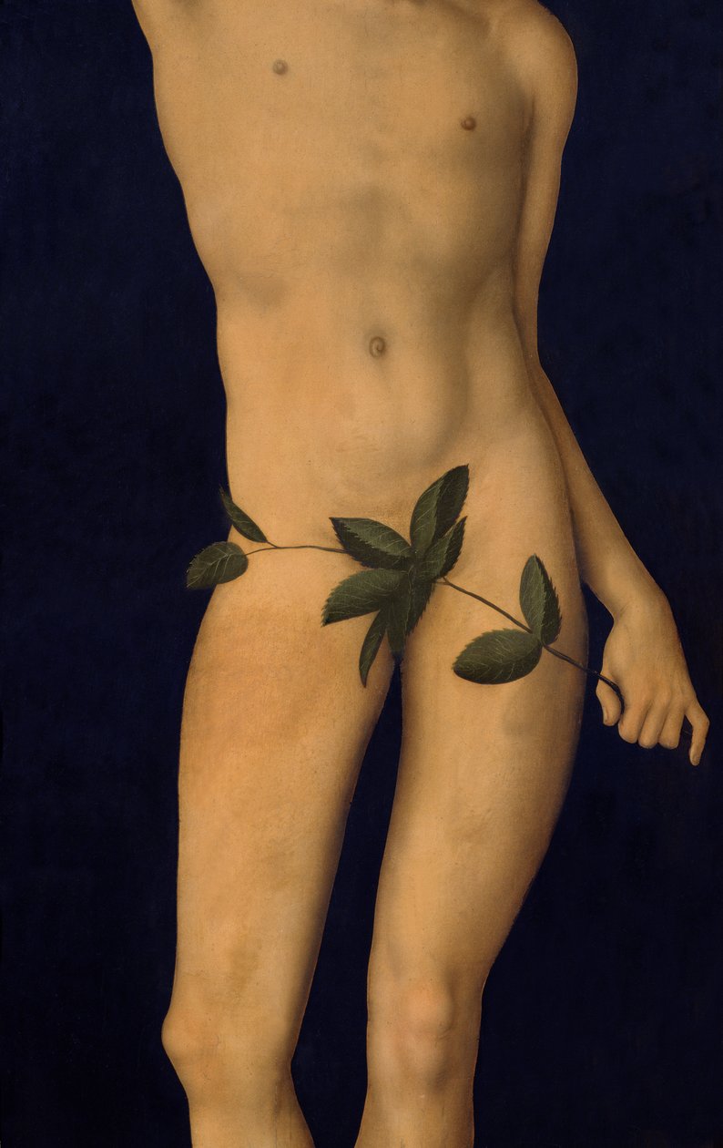 Adam, 1528 olej na detalu panelu z 9628 autorstwa Lucas Cranach the Elder