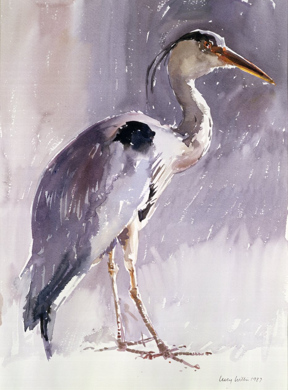 Czapla Siwa, 1987 (wc na papierze) autorstwa Lucy Willis
