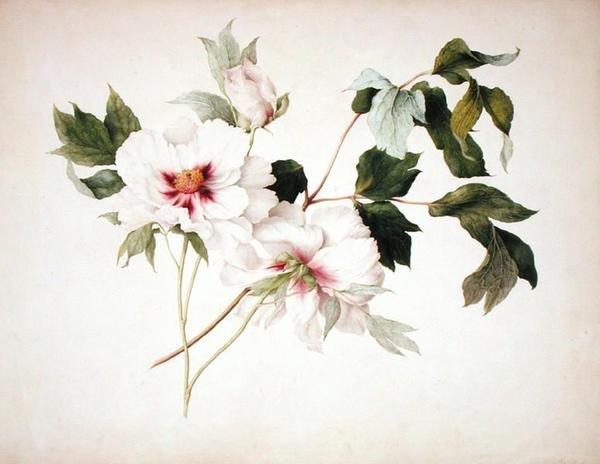 Paeonia suffruticosa autorstwa Lucy Cust