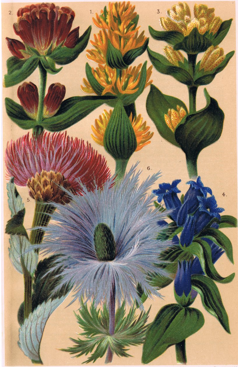 Rośliny alpejskie, ilustracja z "Alpine Flora" przez prof. C.S. Schroter, opublikowane 1921 autorstwa Ludwig Schroter