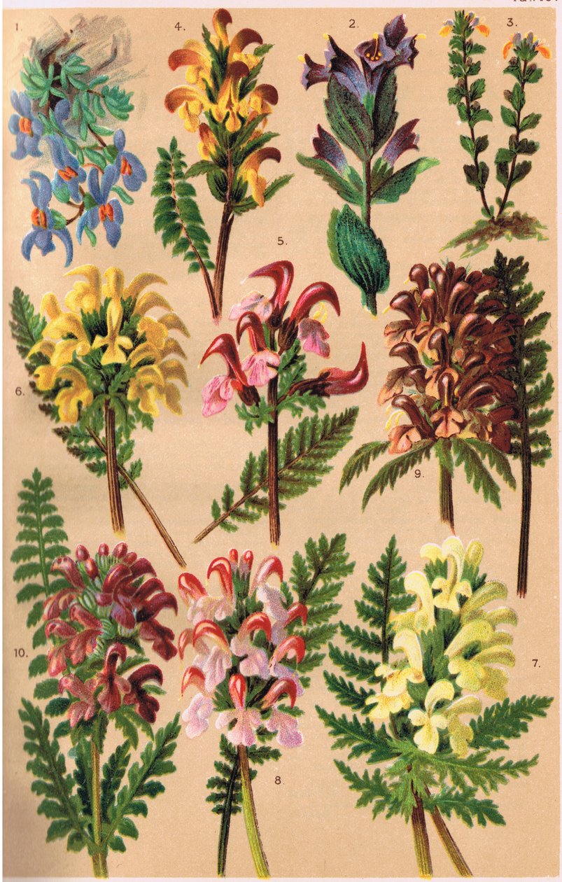 Rośliny alpejskie, ilustracja z „Alpine Flora” profesora C.S. Schrotera, opublikowana w 1921 r. autorstwa Ludwig Schroter