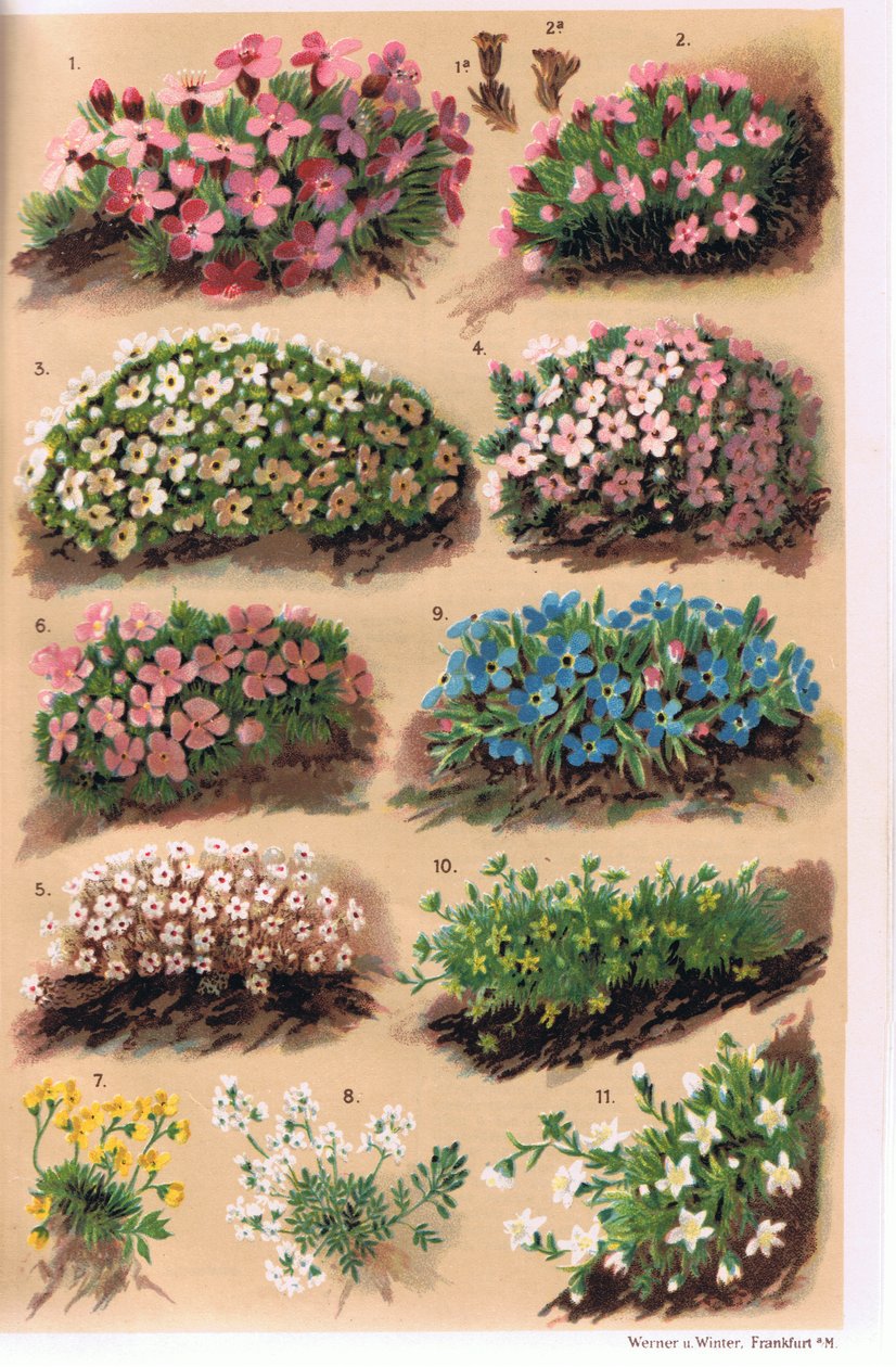 Rośliny alpejskie, ilustracja z „Alpine Flora” profesora C.S. Schrotera, opublikowana w 1921 r. autorstwa Ludwig Schroter