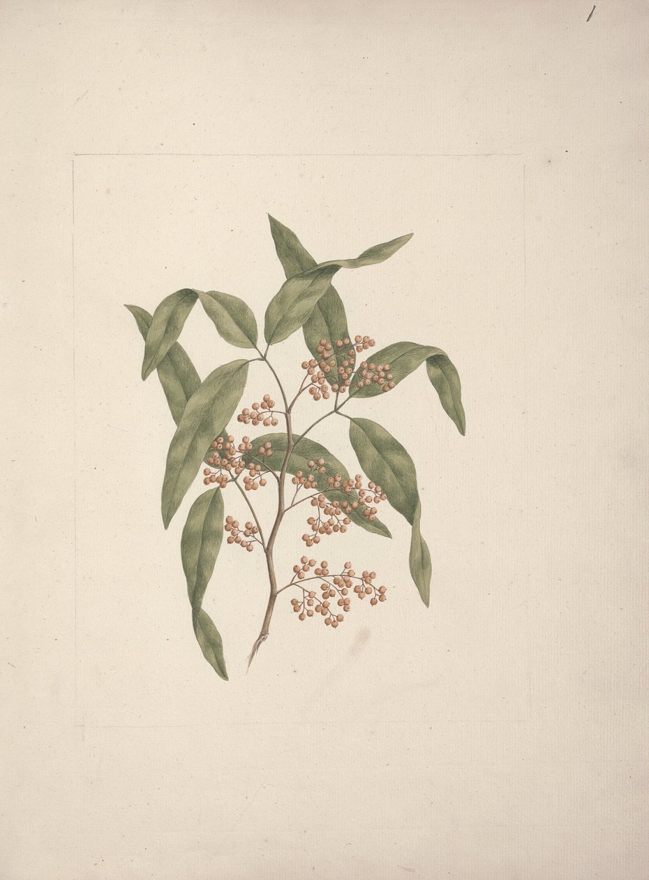 Rhus? retinorrhoea Oliver: gotowy rysunek autorstwa Luigi Balugani