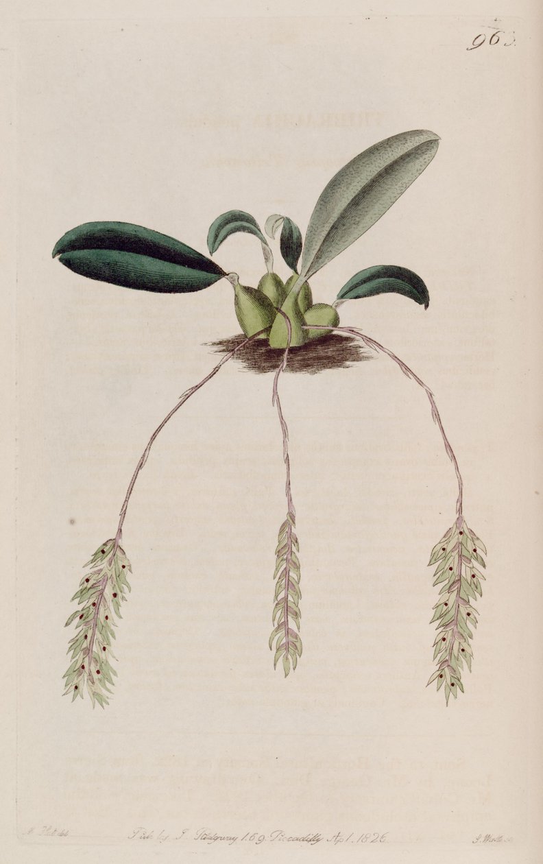 Ilustracja wahadła Bulbophyllum (jako syn. Tribrachia pendula) autorstwa M. Hart