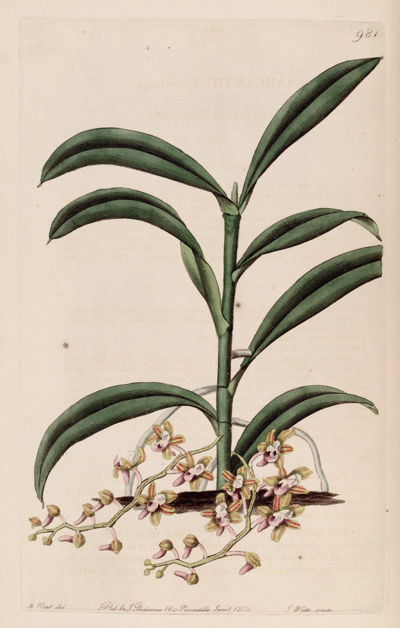 Ilustracja Cleisostoma recurvum (jako syn. Sarcanthus rostratus) autorstwa M. Hart
