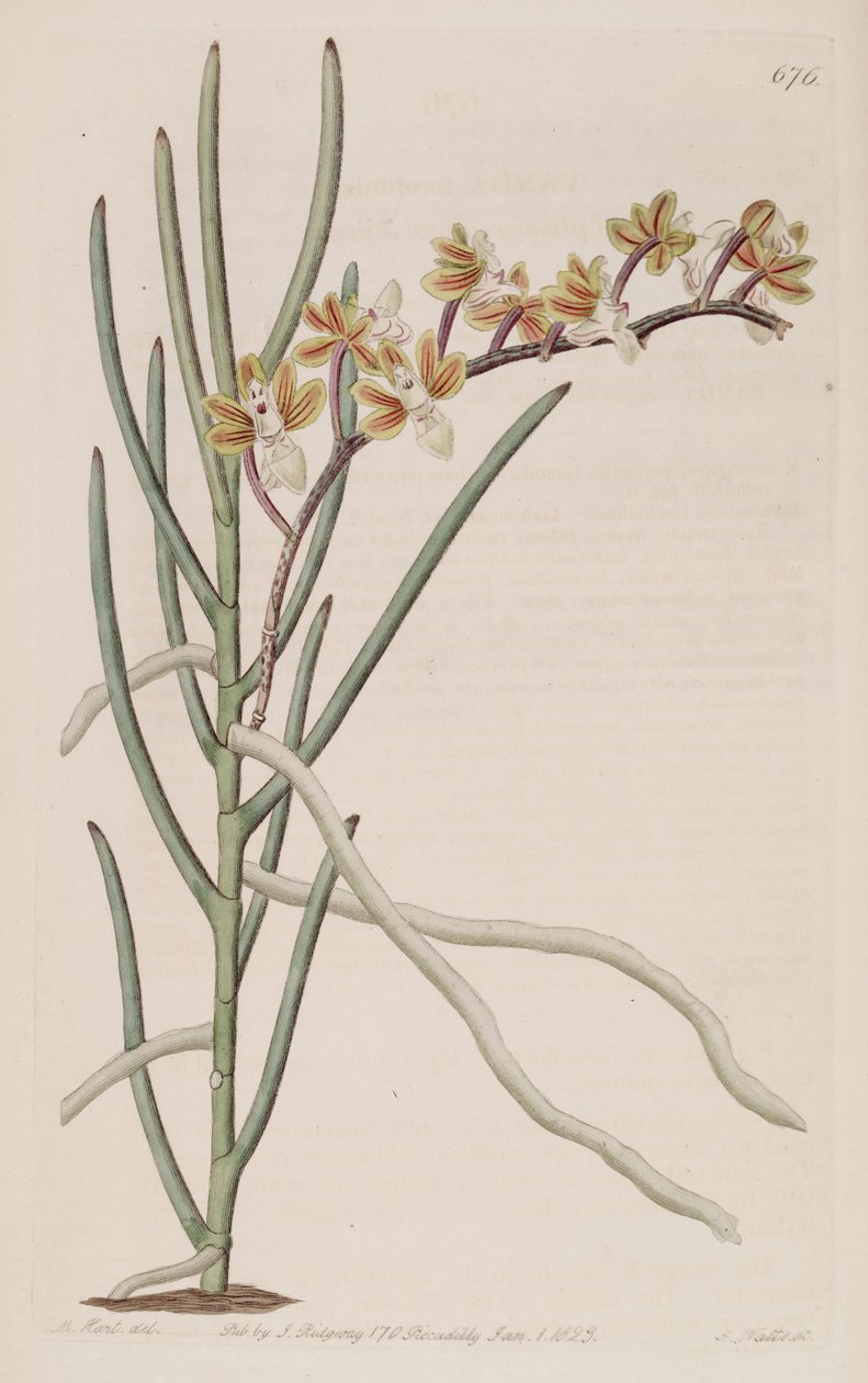 Ilustracja Cleisostoma simondii (jako syn. Vanda teretifolia) autorstwa M. Hart