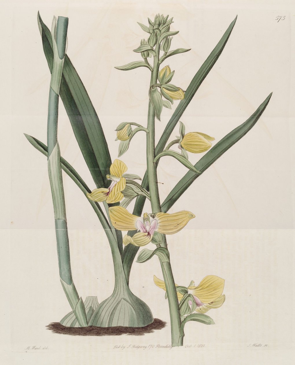 Ilustracja Eulophia speciosa (jako syn. Lissochilus speciosus) autorstwa M. Hart