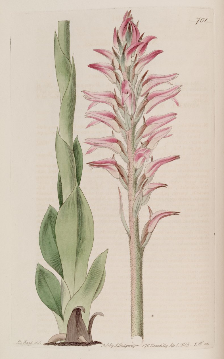 Ilustracja Sacoila lanceolata (jako syn. Neottia orchioides) autorstwa M. Hart