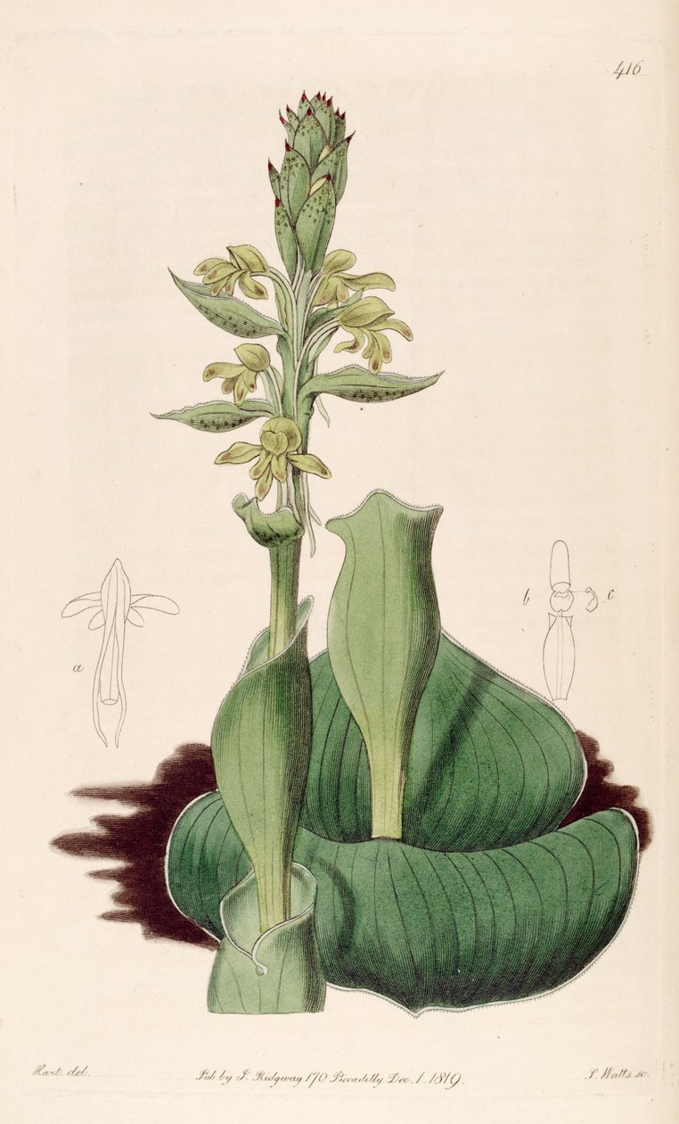 Ilustracja Satyrium bicorne (jako syn. Satyrium cucullatum) autorstwa M. Hart