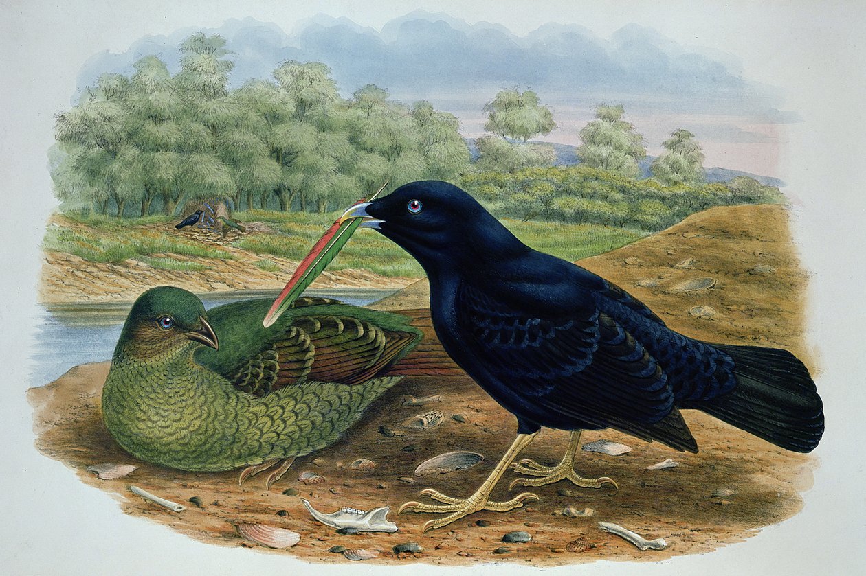 Ptilonorhyncus Violaceus, altannik satynowy autorstwa M. Hart
