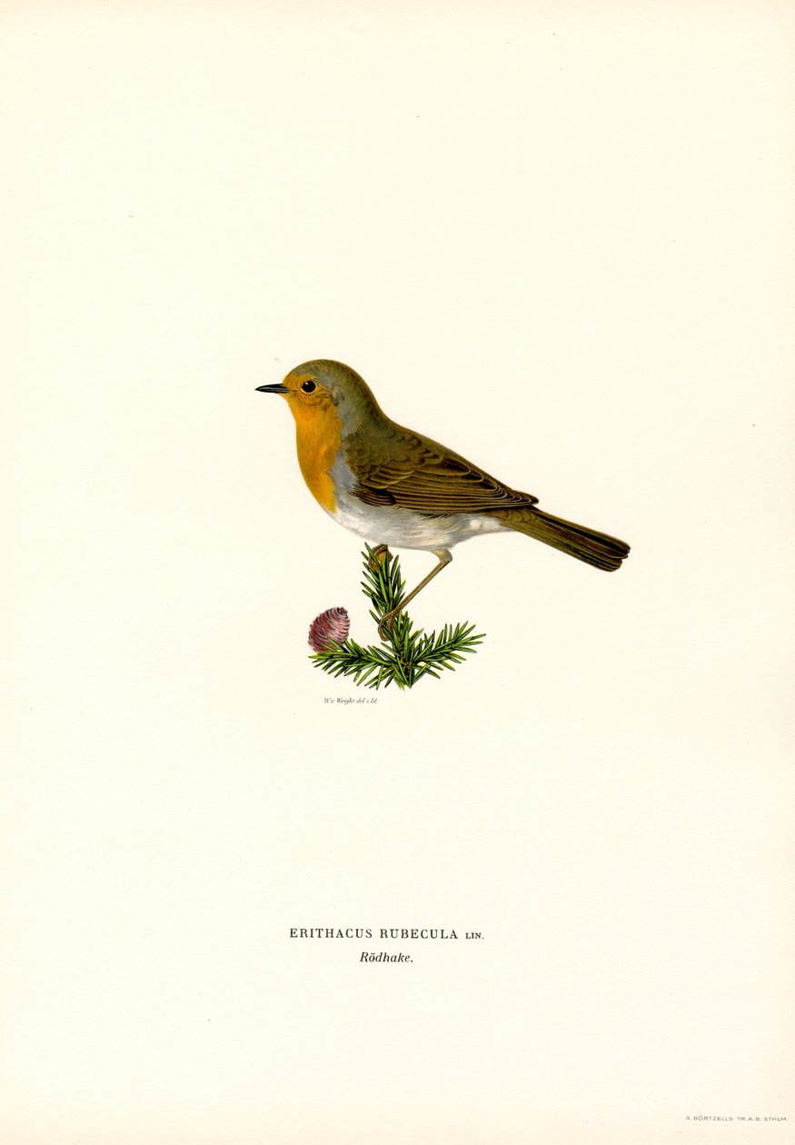 Robin (kolor lito) autorstwa Magnus Ferdinand and Wilhelm von Wright