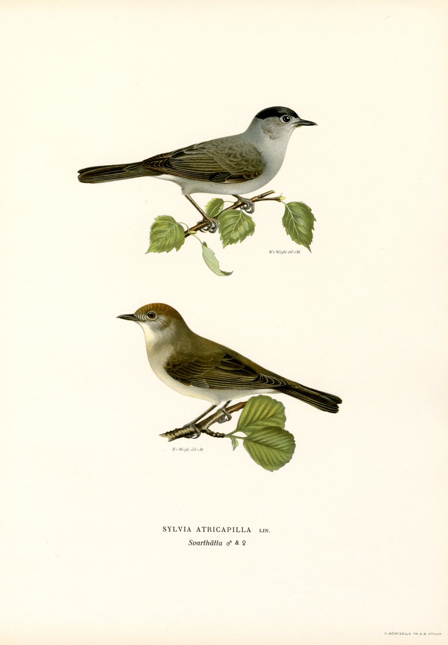 Kapturka (kolor lito) autorstwa Magnus Ferdinand and Wilhelm von Wright
