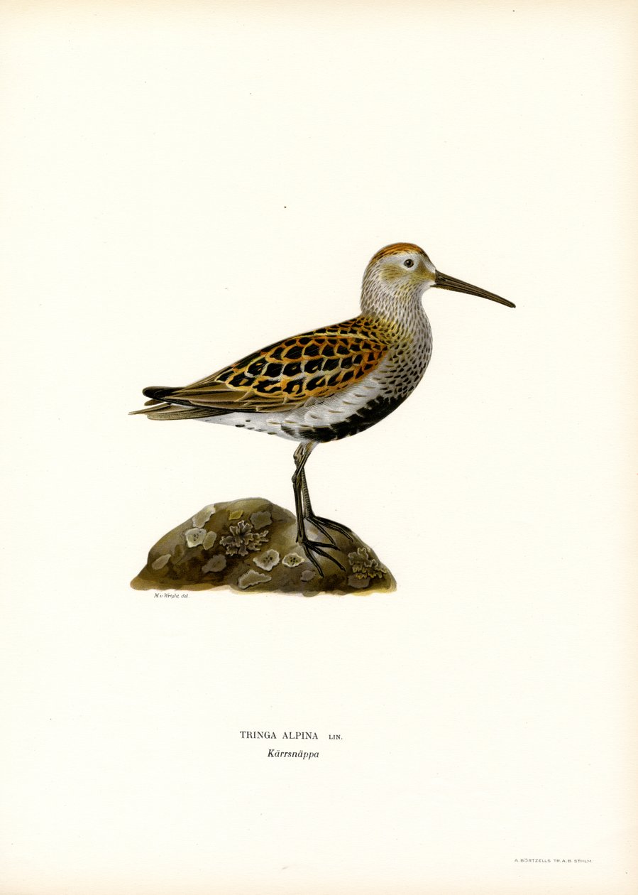 Dunlin (kolor lito) autorstwa Magnus Ferdinand and Wilhelm von Wright