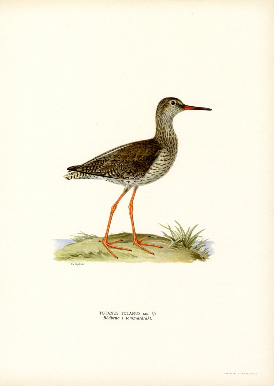 Redshank (kolor lito) autorstwa Magnus Ferdinand and Wilhelm von Wright