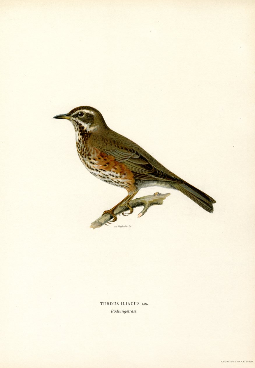 Redwing (kolor lito) autorstwa Magnus Ferdinand and Wilhelm von Wright