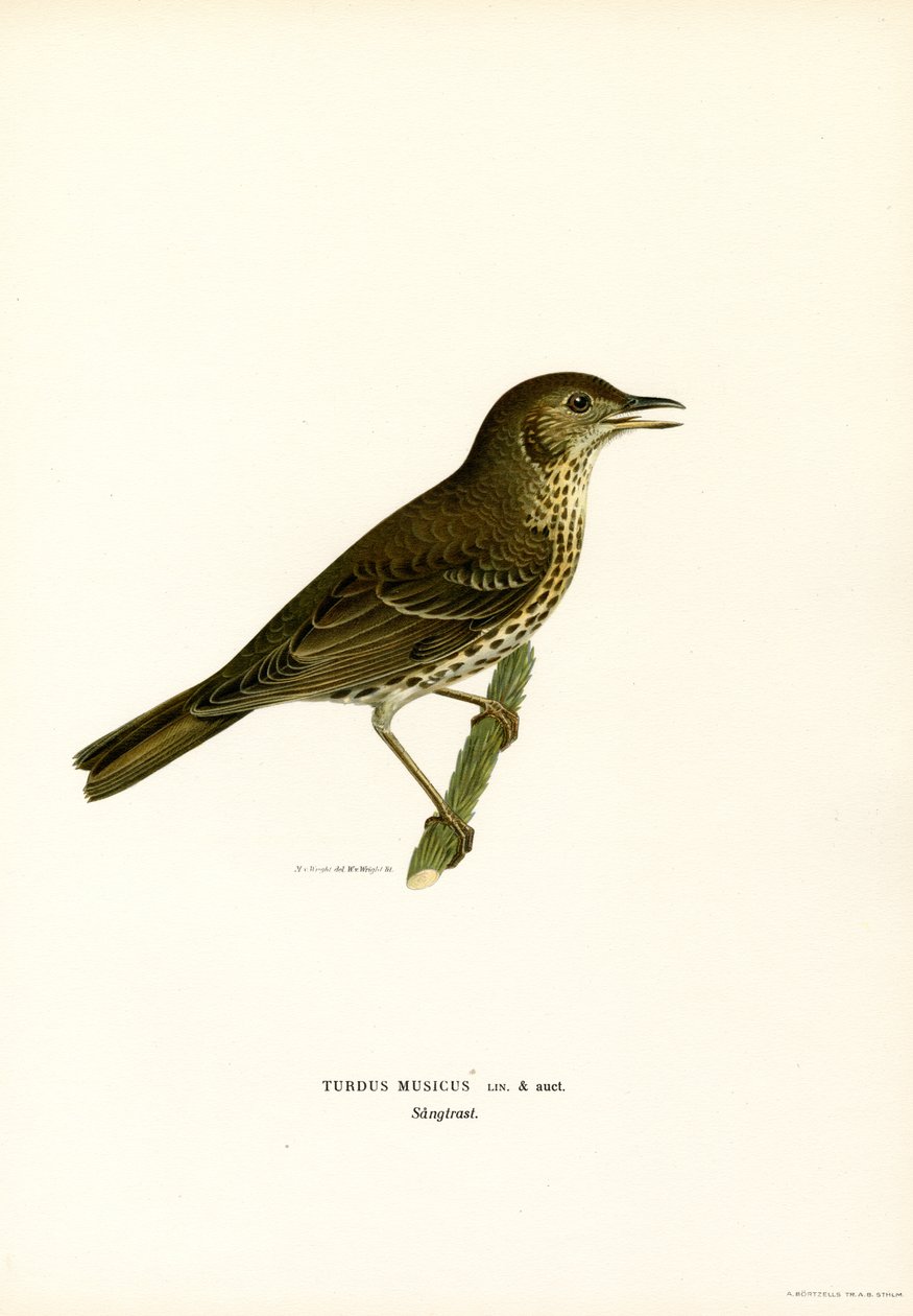 Redwing (kolor lito) autorstwa Magnus Ferdinand and Wilhelm von Wright