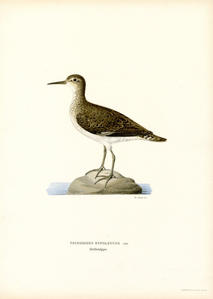 Sandpiper (kolor lito) autorstwa Magnus Ferdinand and Wilhelm von Wright