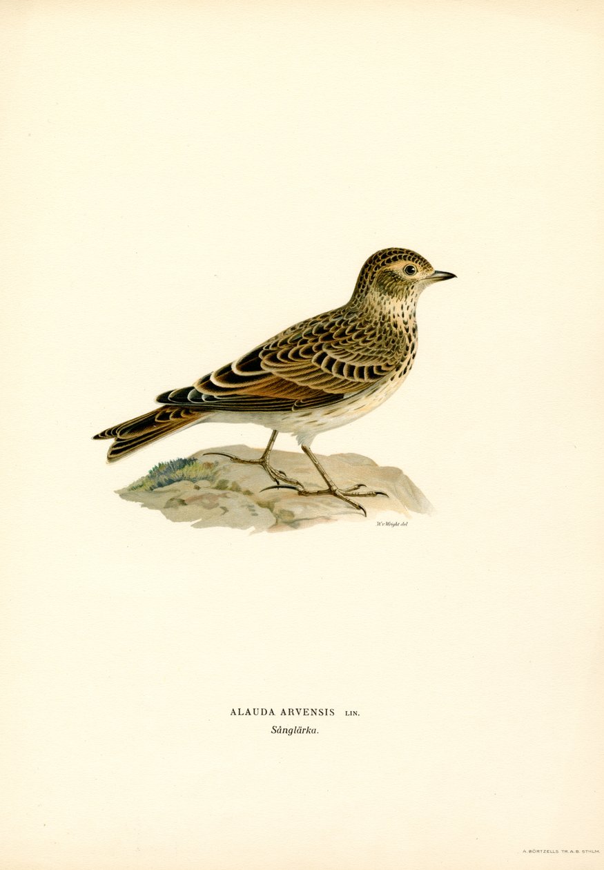 Skowronek (kolor lito) autorstwa Magnus Ferdinand and Wilhelm von Wright