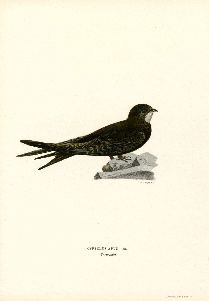 Swift (kolor lito) autorstwa Magnus Ferdinand and Wilhelm von Wright