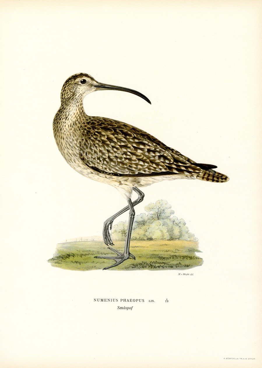 Whimbrel (kolor lito) autorstwa Magnus Ferdinand and Wilhelm von Wright