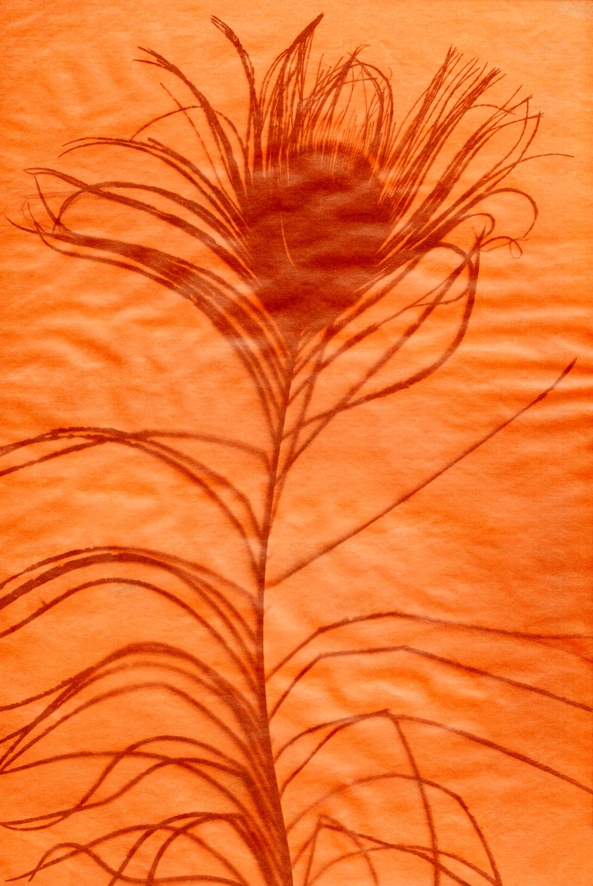 Pawie pióro, 2023 (mixed media) autorstwa Marco Campedelli