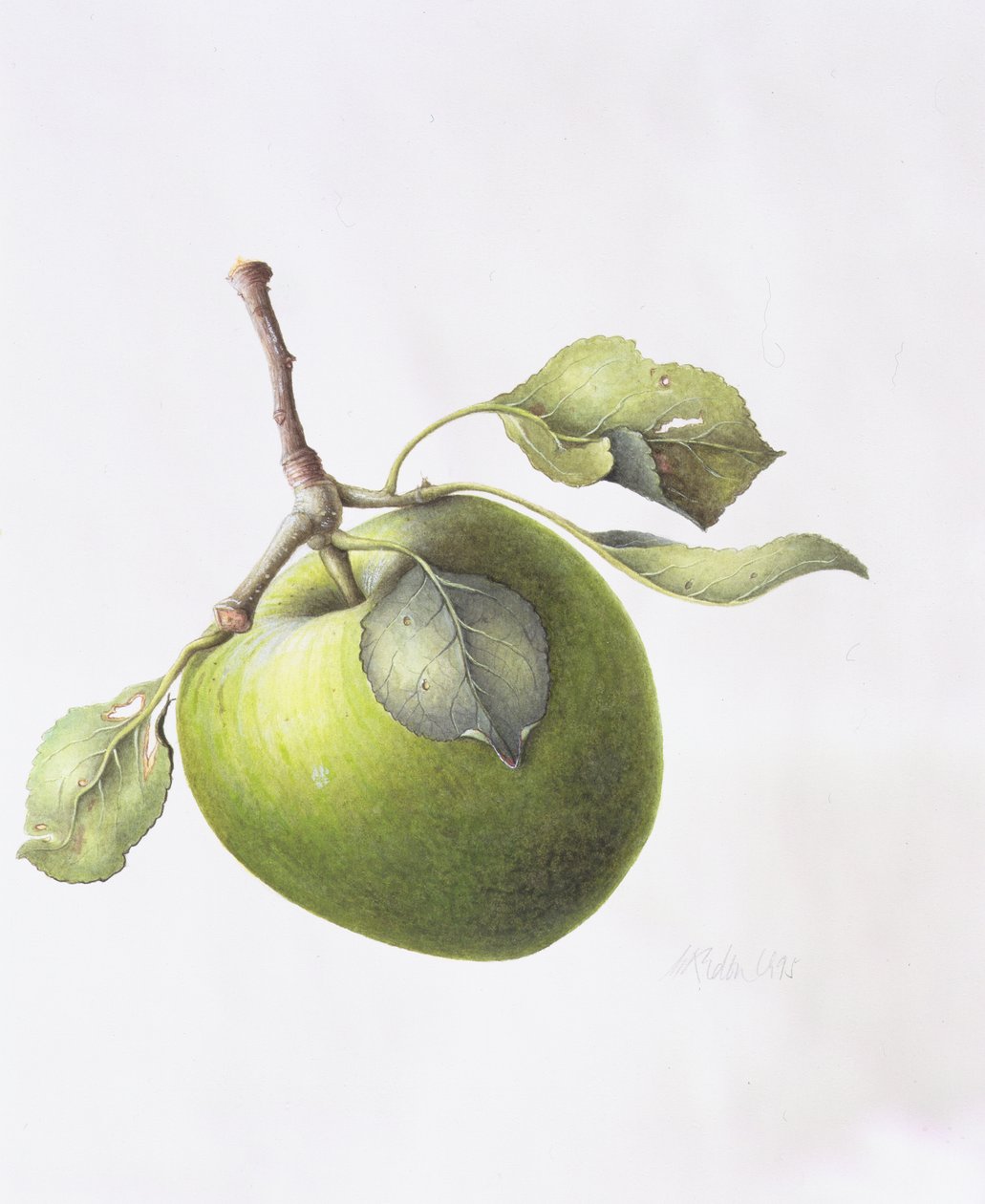 Jabłko Bramley, 1995 autorstwa Margaret Ann Eden