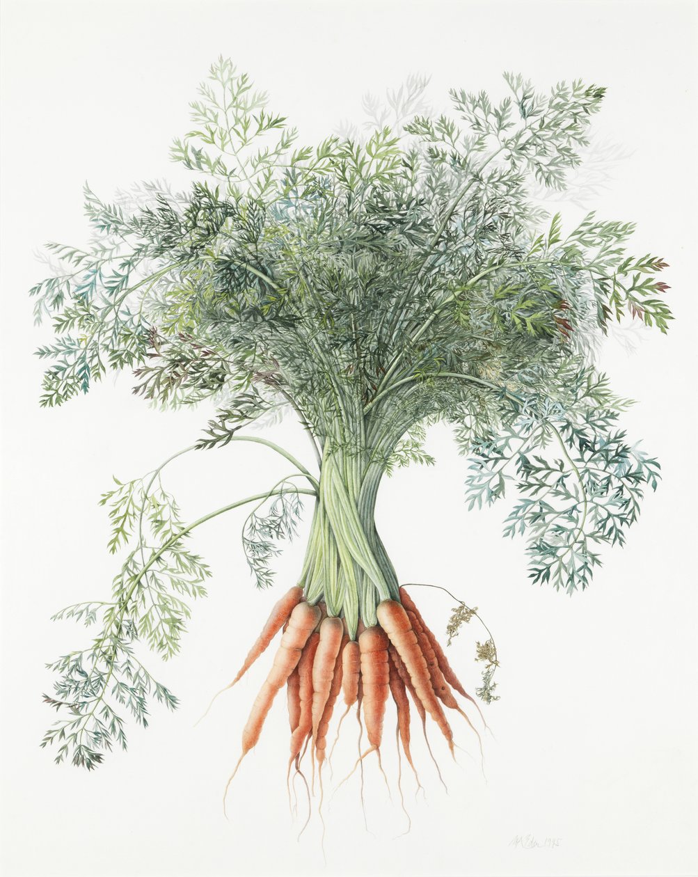 Marchewki, 1995 autorstwa Margaret Ann Eden
