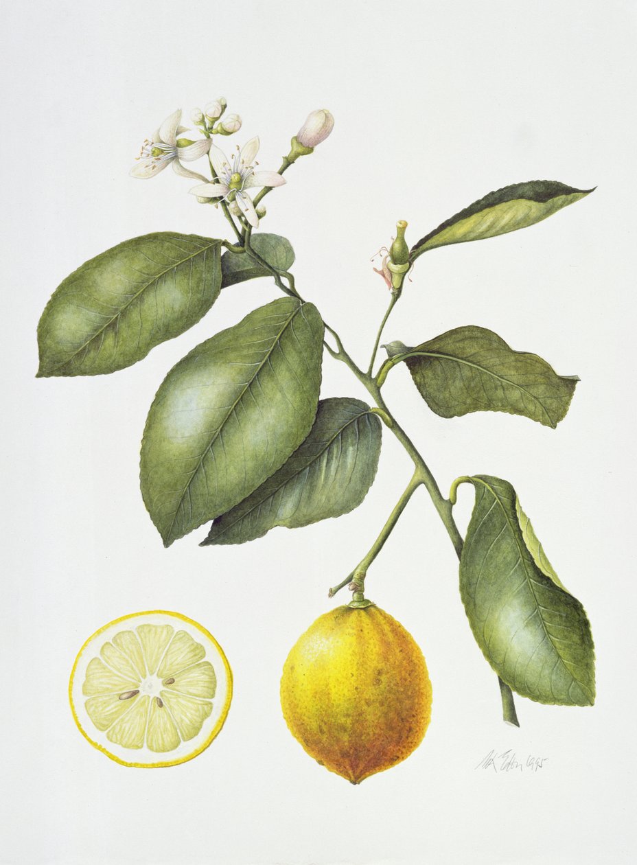 Citrus Bergamot, 1995 (wc na papierze) autorstwa Margaret Ann Eden