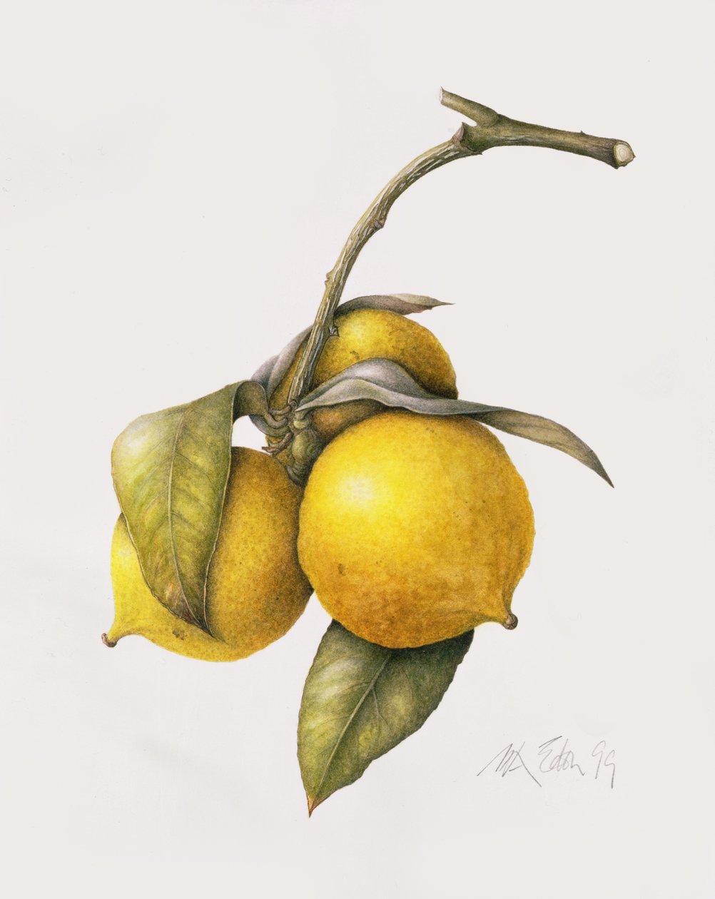 Cytrusowa Bergamotka, 1999 autorstwa Margaret Ann Eden