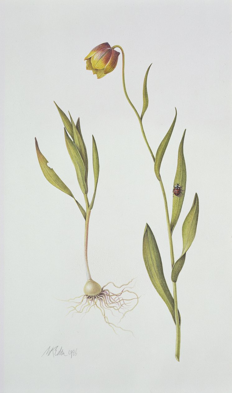 Fritillaria Michailovsky, 1996 (wc ant popieriaus)poli autorstwa Margaret Ann Eden