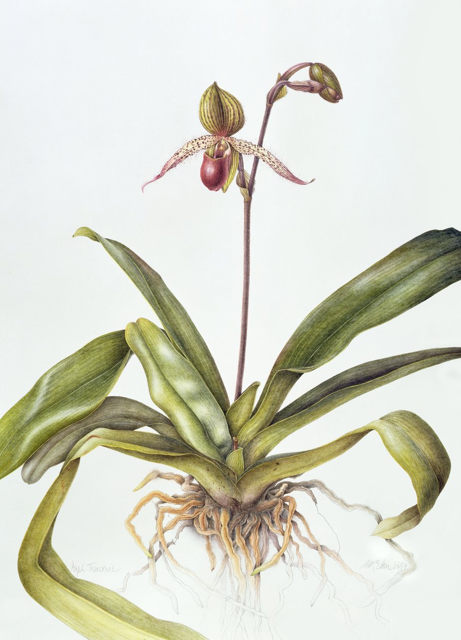 Iris, 1995 (wc na papierze) autorstwa Margaret Ann Eden