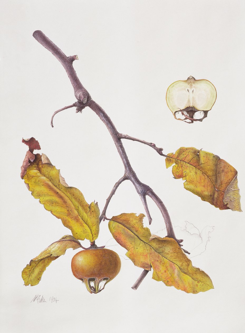 Medlar, 1995 (wc ant popieriaus)poli autorstwa Margaret Ann Eden