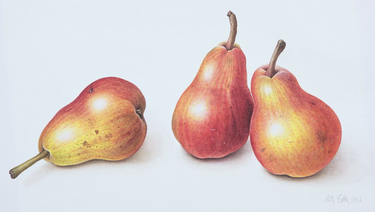 Czerwone gruszki, 1996 (wc na papierze) autorstwa Margaret Ann Eden