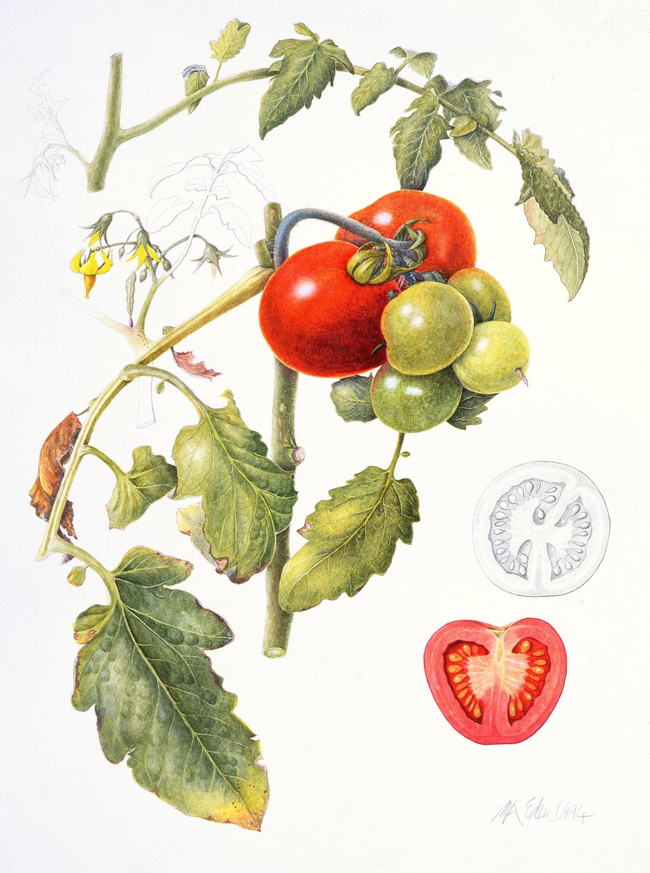 Pomidorai, 1994 (wc ir pieštukas ant popieriaus)poli autorstwa Margaret Ann Eden