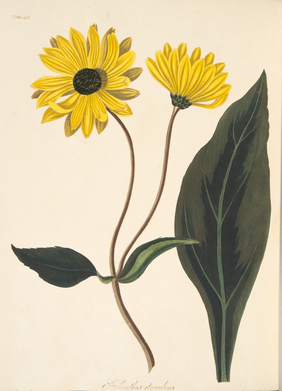 Dark-eyed Sunflower, z Floral Illustrations of the Seasons, wyd. 1829 (grawerowanie ręcznie kolorowane) autorstwa Margaret Roscoe