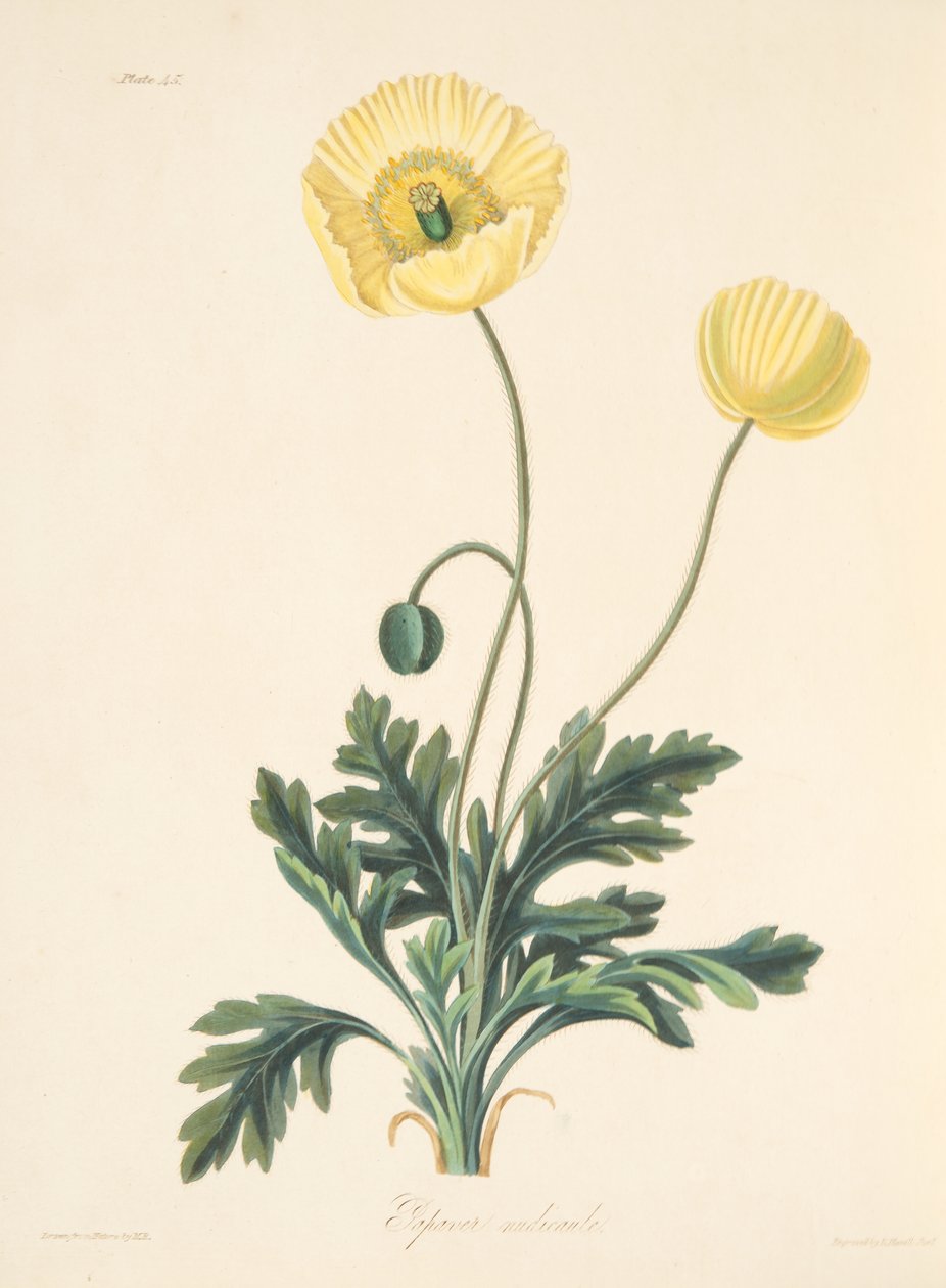 Poppy nago, z Floral Illustrations of the Seasons, wyd. 1829 (grawerowanie ręcznie kolorowane) autorstwa Margaret Roscoe