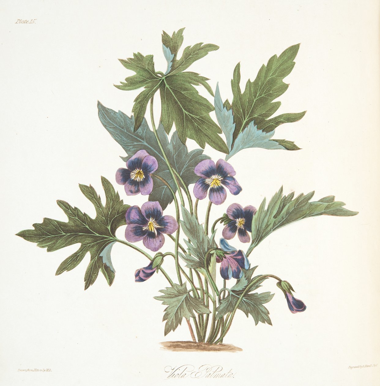 Palmate liście Violet, z Floral Illustrations of the Seasons, wyd. 1829 (grawerowanie ręcznie kolorowane) autorstwa Margaret Roscoe