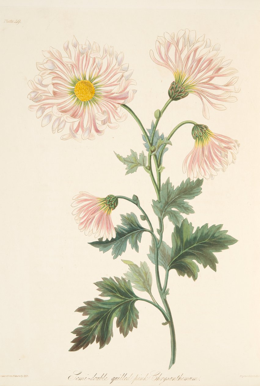 Semi-double quill"d pink Chrysanthemum, z Floral Illustrations of the Seasons, wyd. 1829 autorstwa Margaret Roscoe