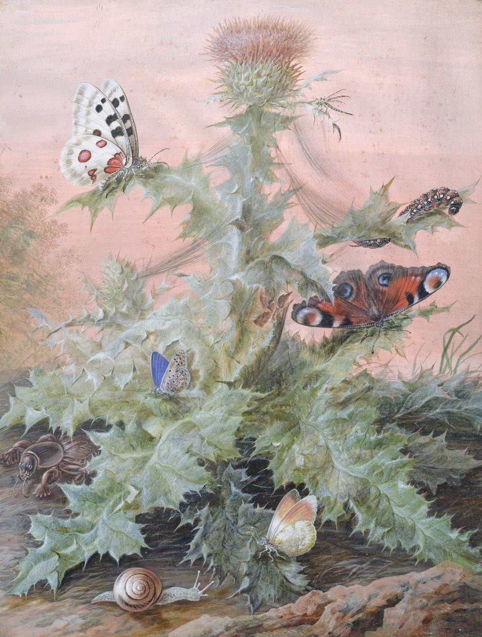 Owady wokół ostu, 1700 r. autorstwa Margaretha Barbara Dietzsch