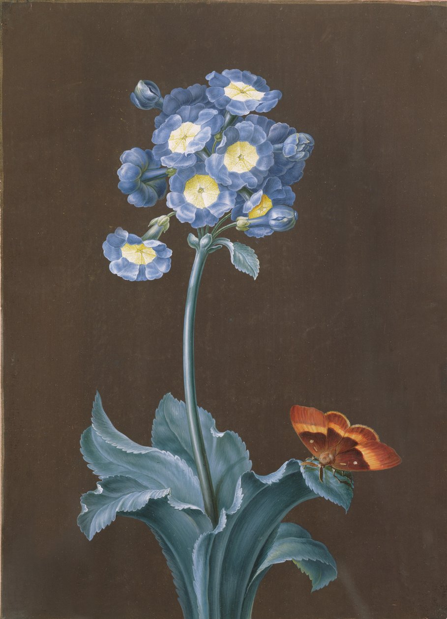 Pierwiosnek Auricula z Ćmą (gwasz) autorstwa Margaretha Barbara Dietzsch
