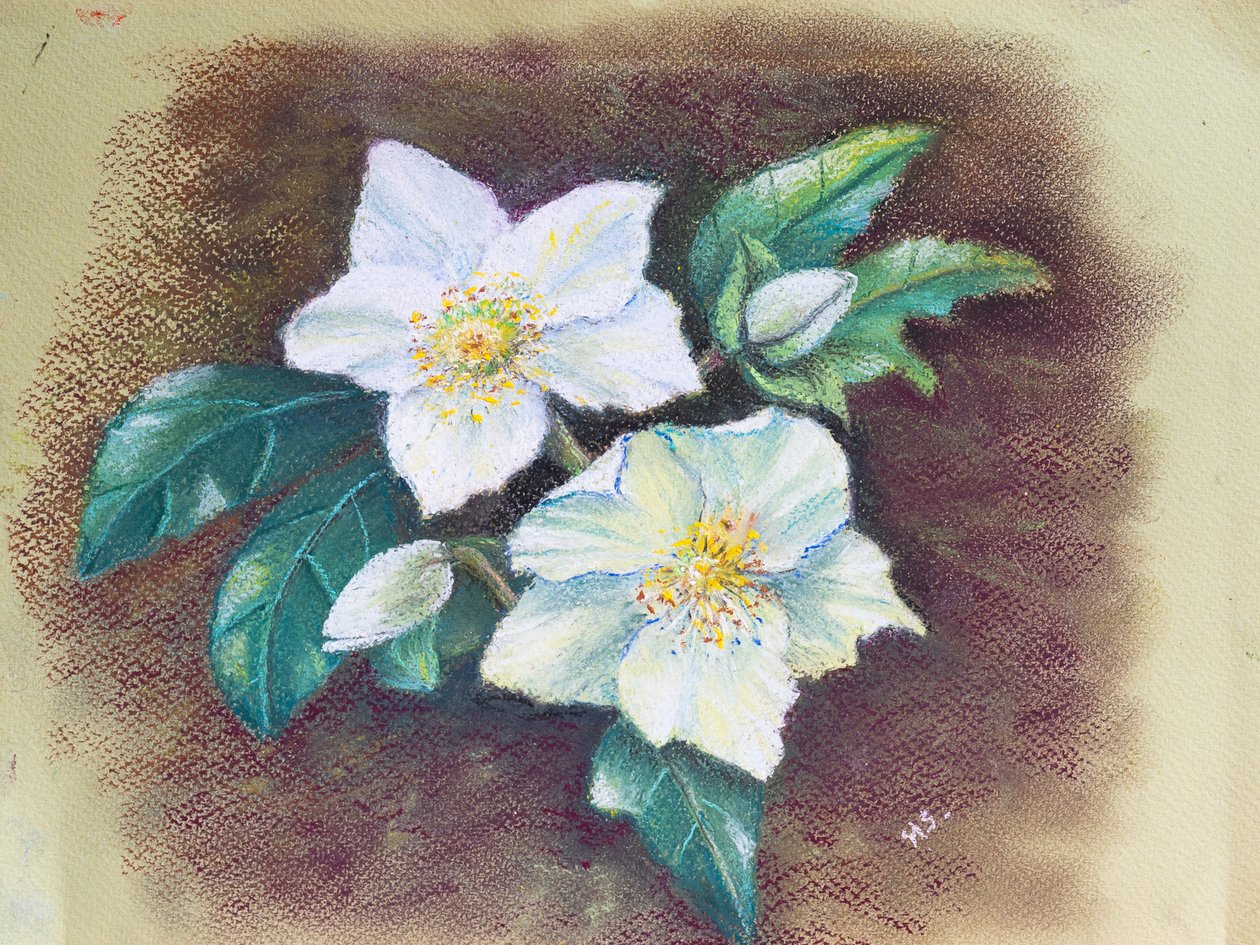 Helleborus, 2020 (pastelowy) autorstwa Margo Starkey