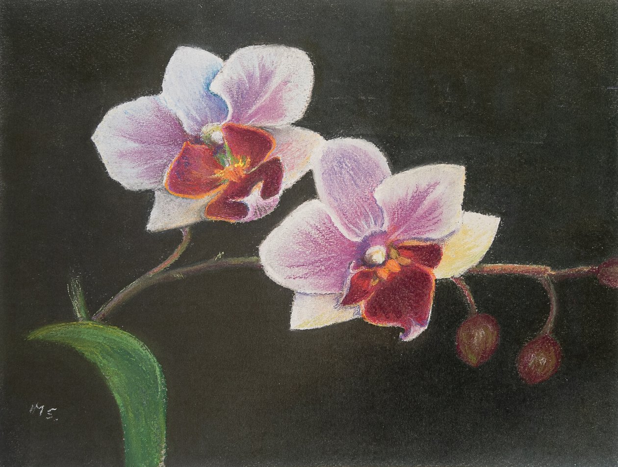 Orchidea w mojej sypialni, 2020 (pastel) autorstwa Margo Starkey