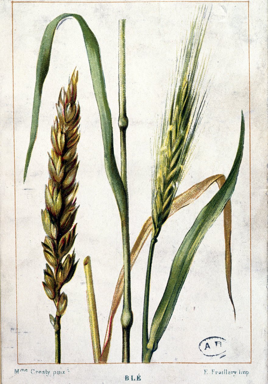 Pszenica autorstwa Marguerite Buret