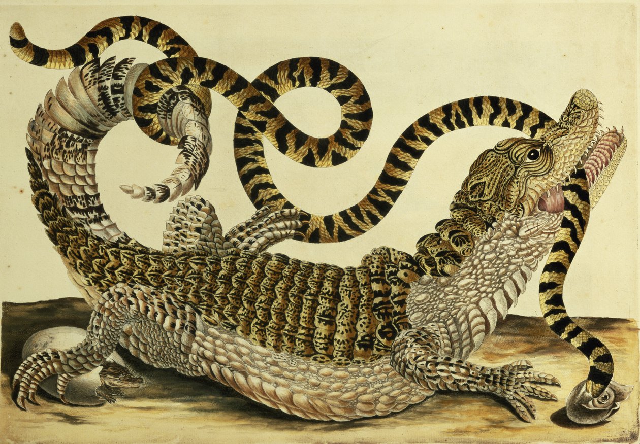Aligator i Wąż, 1730 autorstwa Maria Sibylla Merian