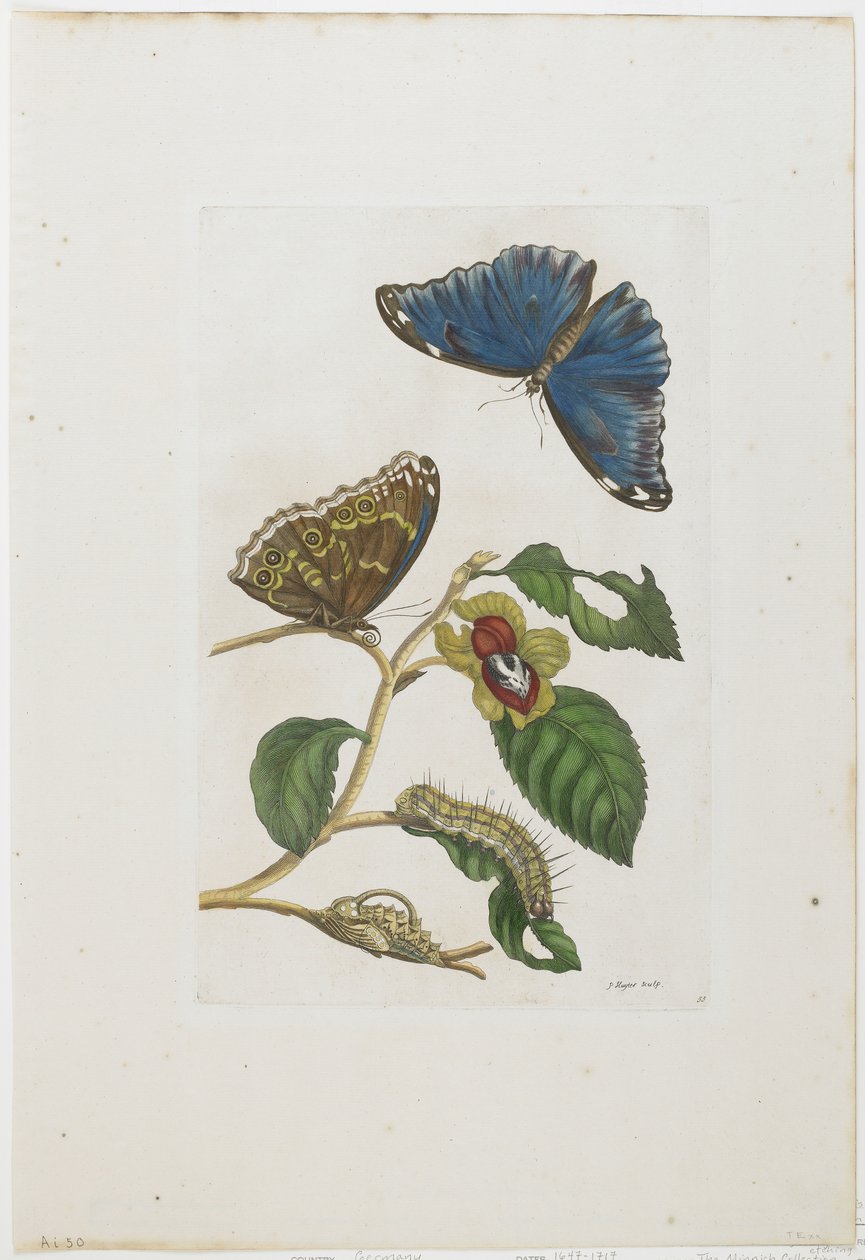 Niebieskie motyle i liście, 1705-71 (ręcznie kolorowane akwaforty i grawery) autorstwa Maria Sibylla Merian
