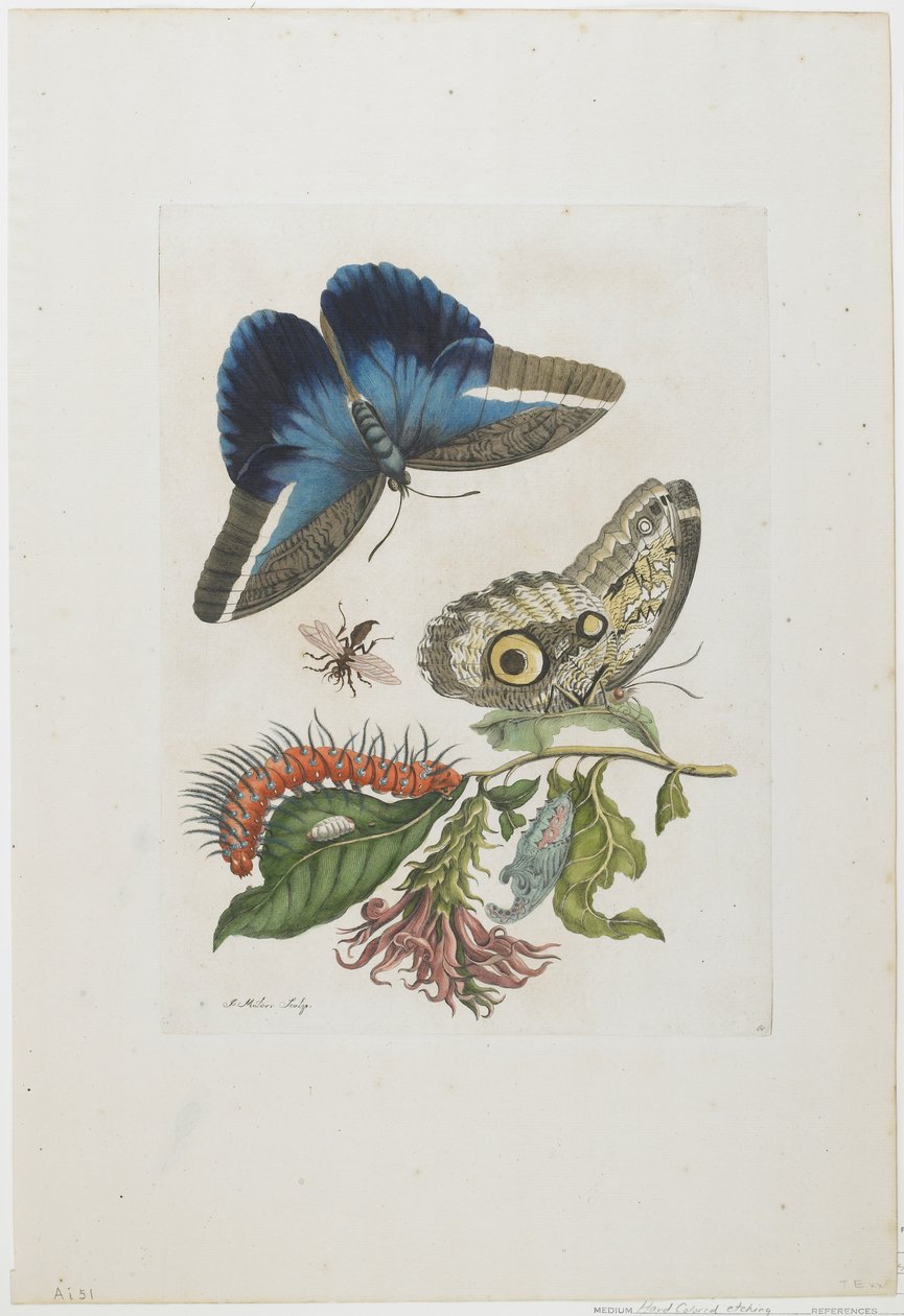 Niebieskie motyle i czerwone larwy, niebieskie grzbiety, ok. 1705-17 (akwaforta i rycina ręcznie kolorowana) autorstwa Maria Sibylla Merian