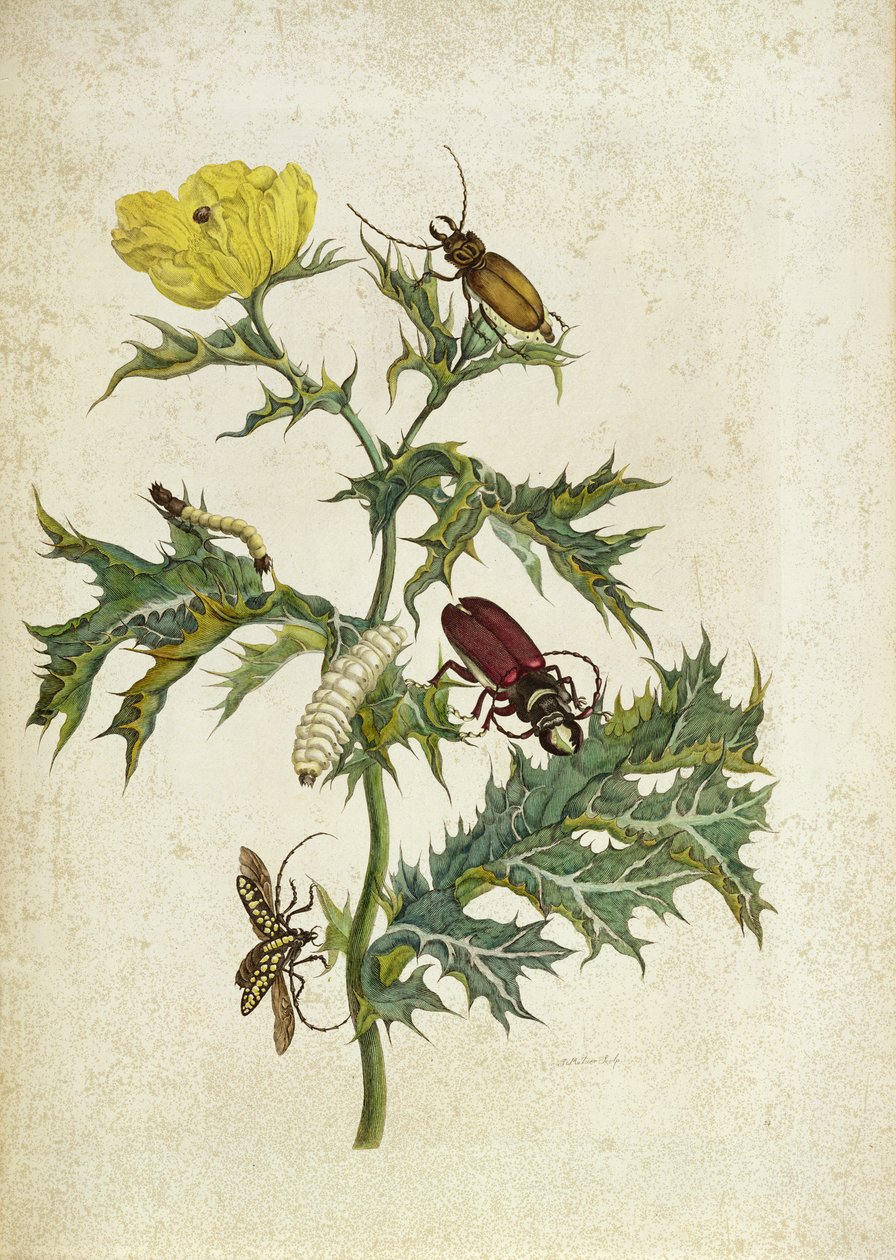 Cardos Spinosus: chrząszcze i gąsienice, tablica 69 z „O prokreacji”, 1730 autorstwa Maria Sibylla Merian