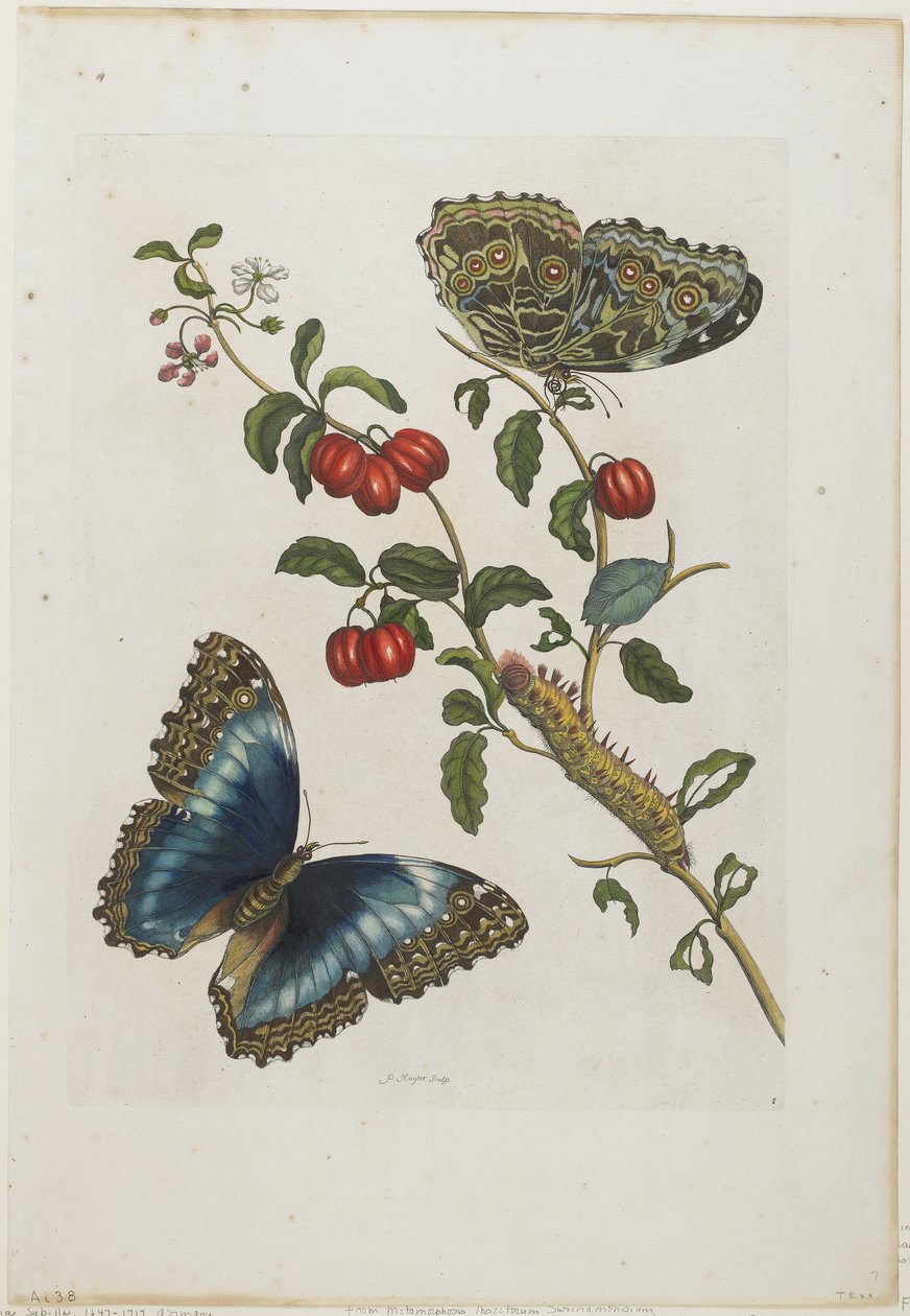 Great Blue Butterflies and Red Fruits, 1705-71 (ręczna akwaforta i grawerunek) autorstwa Maria Sibylla Merian